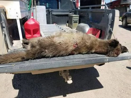 Τι είναι αυτό το πράγμα; – Νεκρό ζώο «τρελαίνει» τους ειδικούς – Δείτε εικόνες